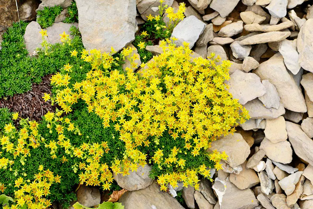 Una imagen horizontal de primer plano de las flores amarillas brillantes de la cubierta del suelo Sedum acre que crece en un pedregal rocoso.