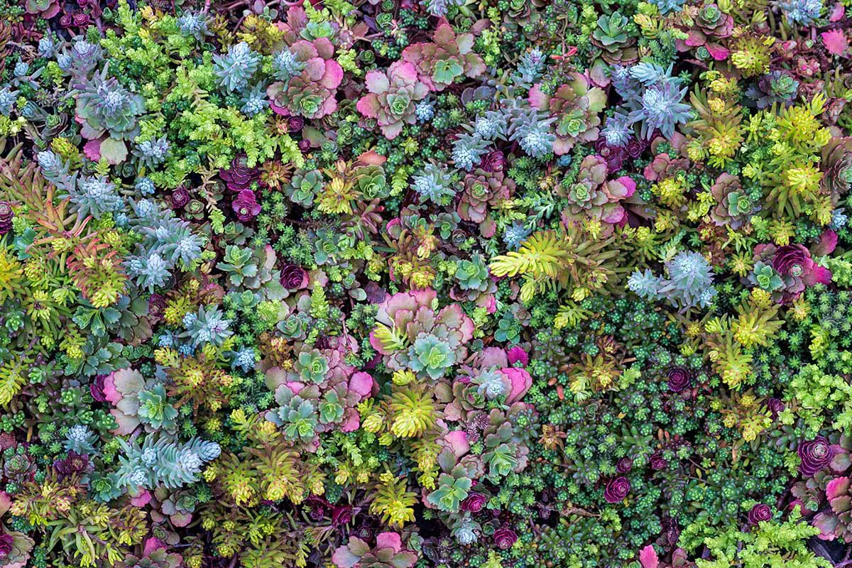 Una imagen horizontal de cerca de las plantas de sedum, también conocidas como cultivos de piedra, que crecen como una cubierta de suelo.