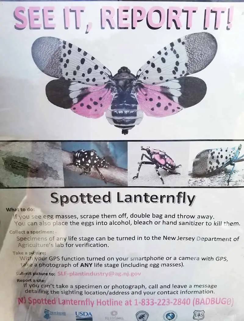 Un cartel que advierte al público sobre el peligro de una infestación de mosca linterna manchada.  Texto en la parte superior e inferior del marco, con imágenes del insecto hacia el centro.  La imagen muestra claramente las manchas en las alas.