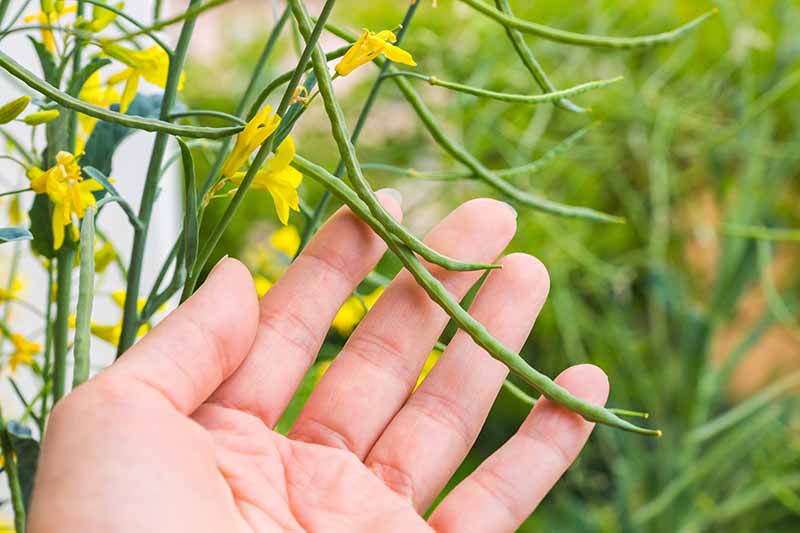 Una mano desde la parte inferior del marco toca una vaina de semillas en una planta de col rizada con flores amarillas que la rodean sobre un fondo verde de enfoque suave.