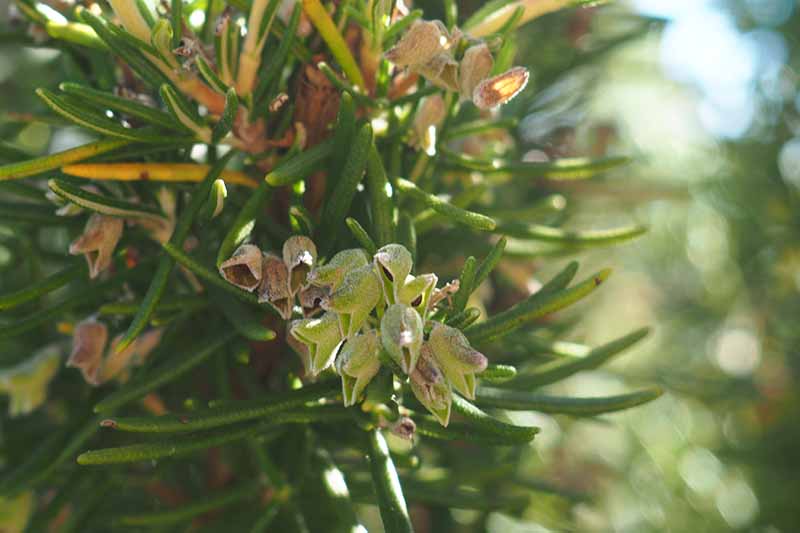 Un primer plano de una planta de Salvia rosmarinus con pequeñas hojas en forma de aguja y vainas de semillas sobre un fondo de enfoque suave, a la luz del sol.