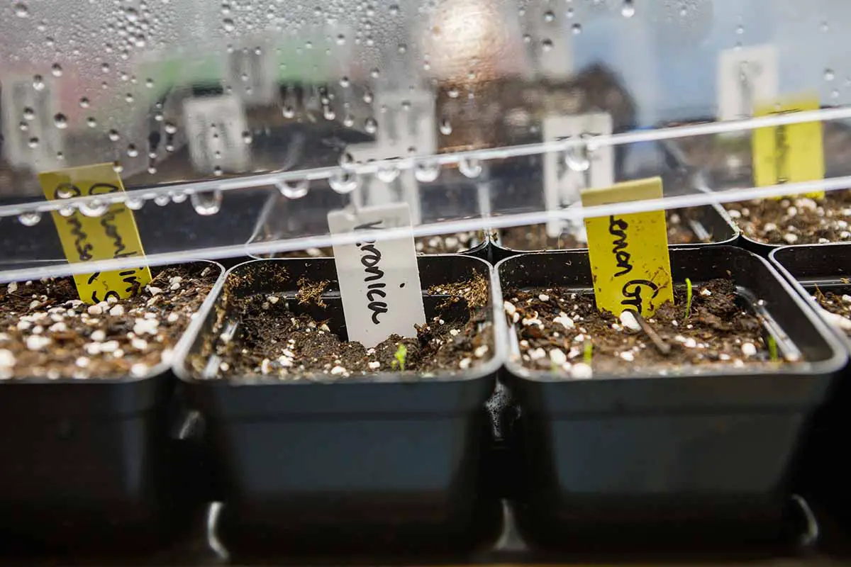 Una imagen horizontal de primer plano de una bandeja de semillas germinando bajo un domo de humedad que gotea condensación.