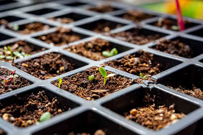 Una imagen horizontal de primer plano de una bandeja de inicio de semillas de plástico con pequeñas plántulas que acaban de germinar.
