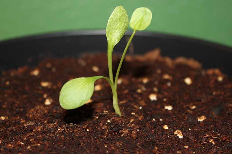 Un primer plano de una pequeña plántula que crece en una olla negra en un rico suelo oscuro sobre un fondo verde de enfoque suave.