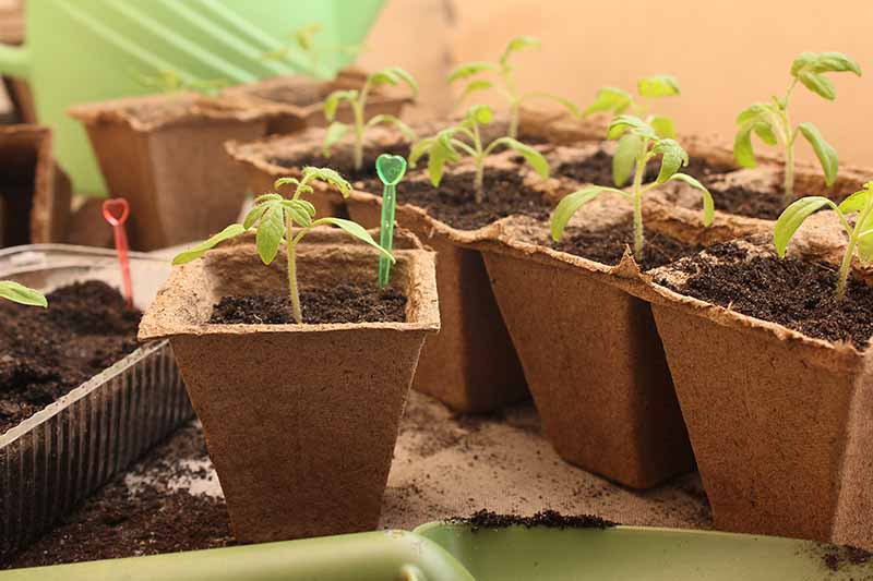 Un primer plano de las macetas de inicio de semillas, cada una con pequeñas plántulas de tomate que comienzan a brotar, desvaneciéndose a un enfoque suave en el fondo.