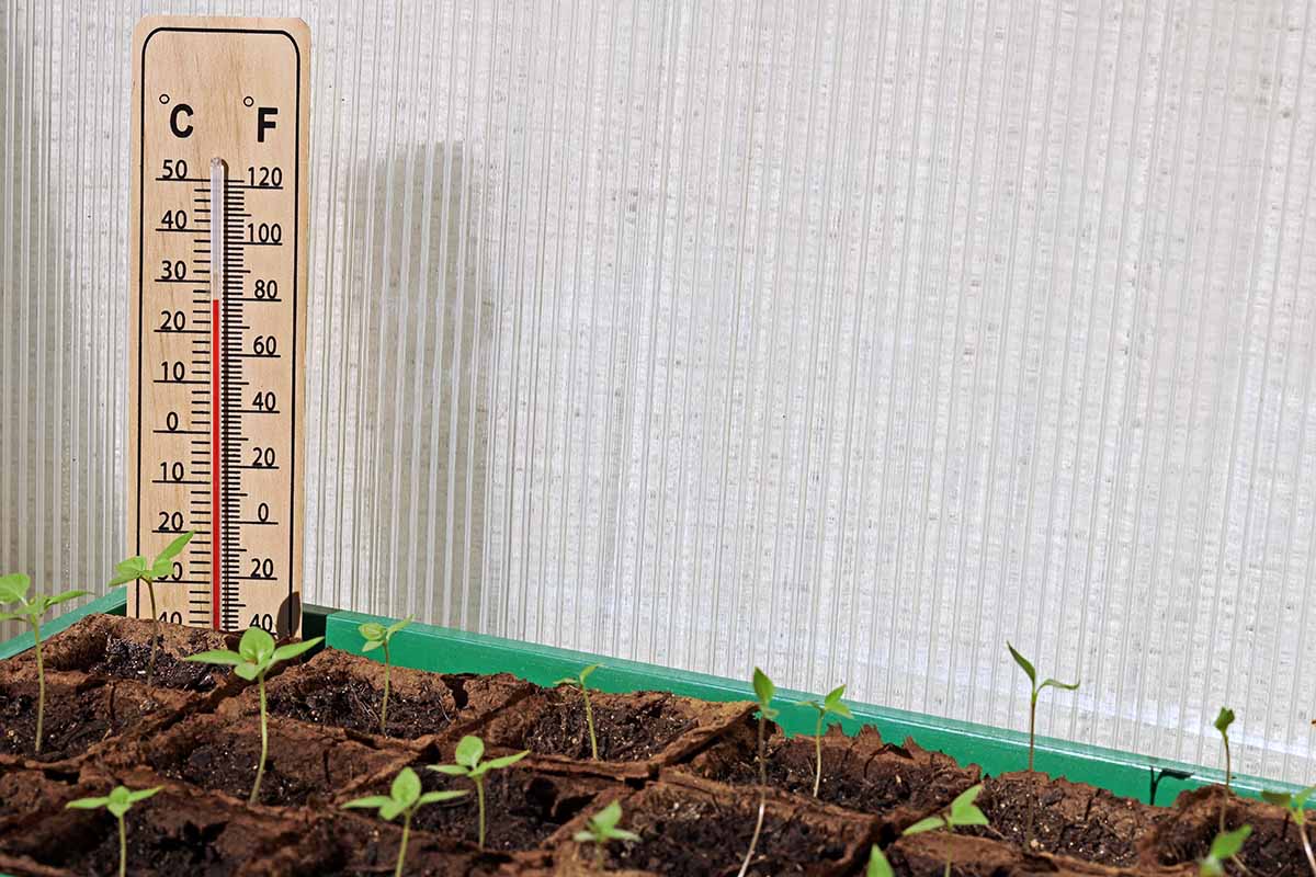Una imagen horizontal de primer plano de las bandejas de semillas con un termómetro que controla la temperatura.