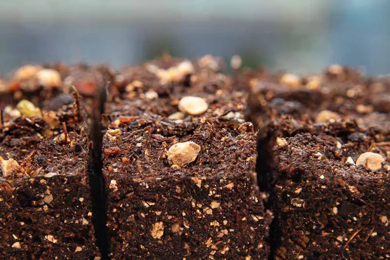 Un primer plano de las semillas sembradas en la superficie del suelo comprimido, desvaneciéndose en un enfoque suave en el fondo.