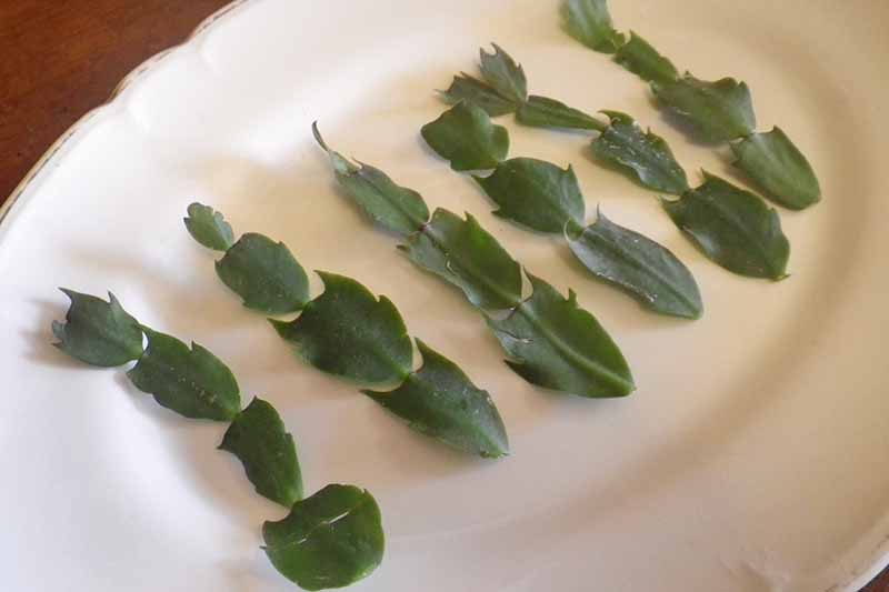 Un primer plano de un plato blanco que contiene seis segmentos de tallo recién cortados de una planta de cactus de Navidad, en preparación para el trasplante.
