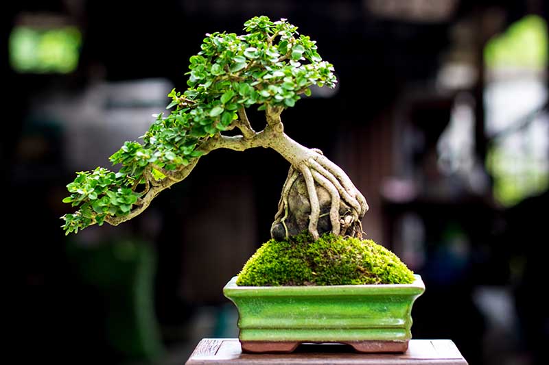 Una imagen horizontal de primer plano de un estilo seki-joju de bonsái representado en un fondo de enfoque suave.