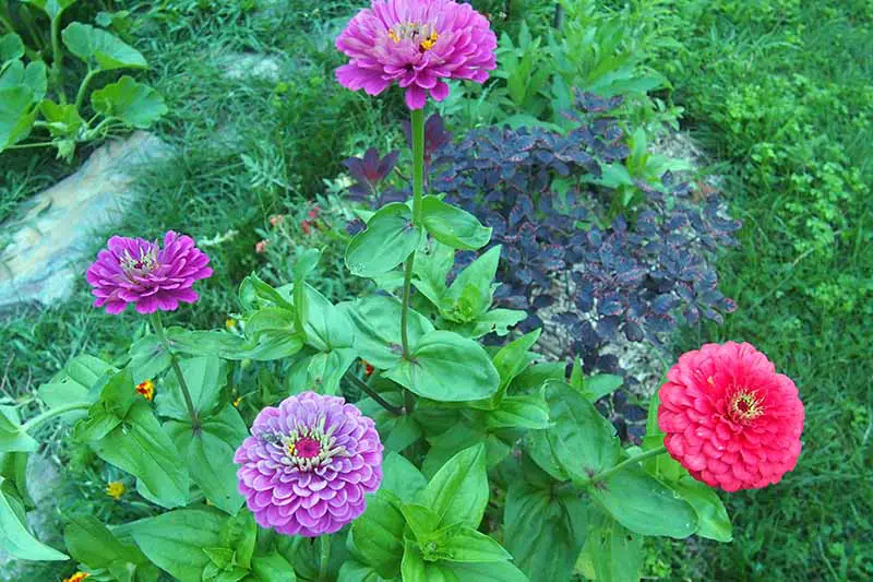 Una imagen horizontal de primer plano de coloridas zinnias semidobles que crecen en un borde de jardín.
