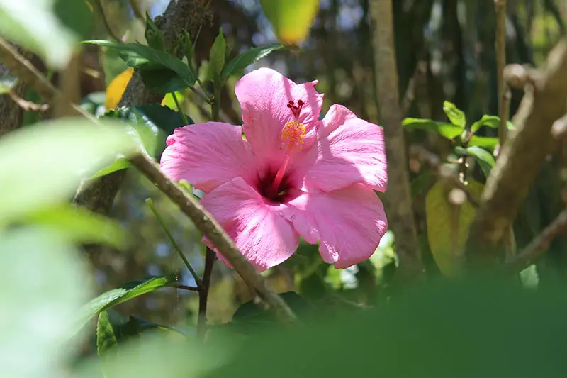 Un primer plano de una flor del híbrido 'Seminole Pink' de H. rosa-sinensis que crece en el jardín a la luz del sol sobre un fondo de enfoque suave.