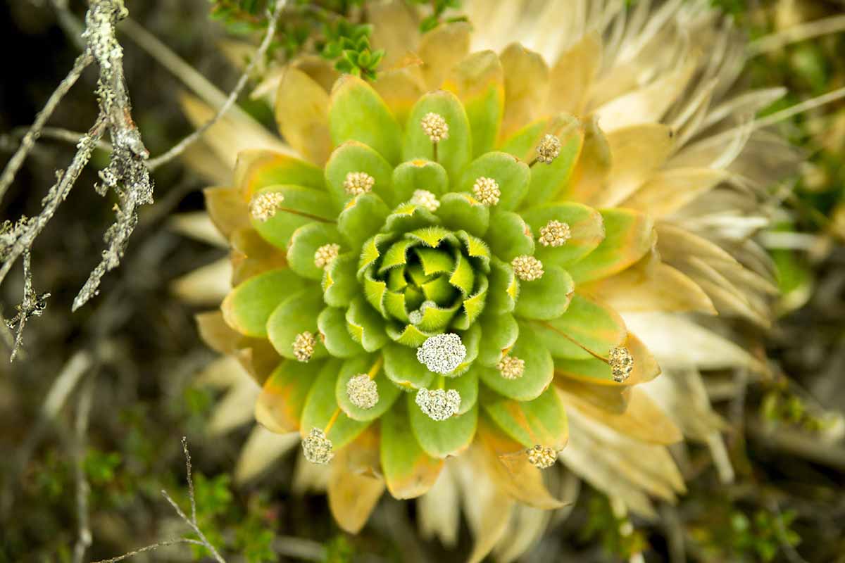 Una imagen de arriba hacia abajo de una planta de Sempervivum en flor.