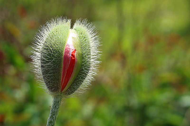 Una imagen macro de primer plano del capullo de una flor que se abre para mostrar los pétalos rojos en el interior, sobre un fondo verde de enfoque suave.