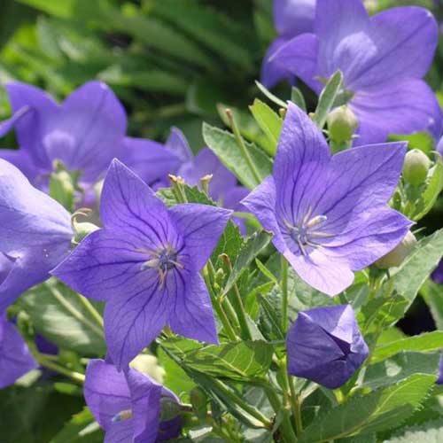 Un primer plano de las flores azules brillantes de Platycodon grandiflorus 'Sentimental Blue', que crecen en el jardín bajo la luz del sol, representadas en un fondo de enfoque suave.
