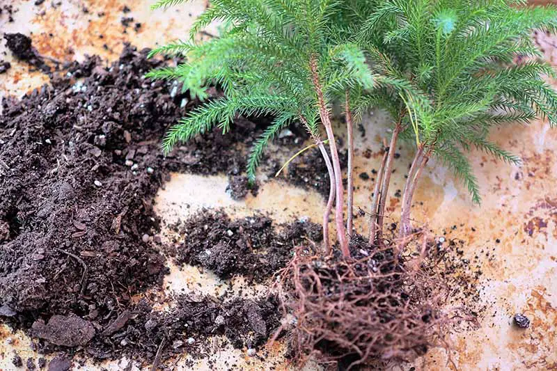 Una imagen horizontal de primer plano de un pino de la isla de Norfolk que se ha sacado de su maceta y se ha quitado la tierra alrededor de las raíces.