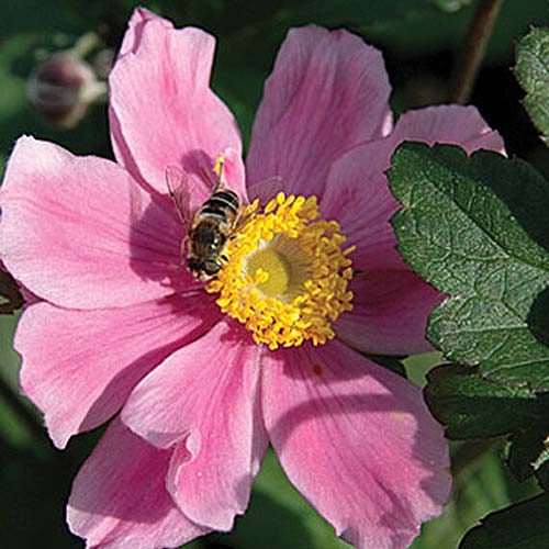 Una imagen cuadrada de primer plano de una flor rosa brillante 'September Charm' representada al sol con una abeja alimentándose del estambre amarillo, sobre un fondo de enfoque suave.