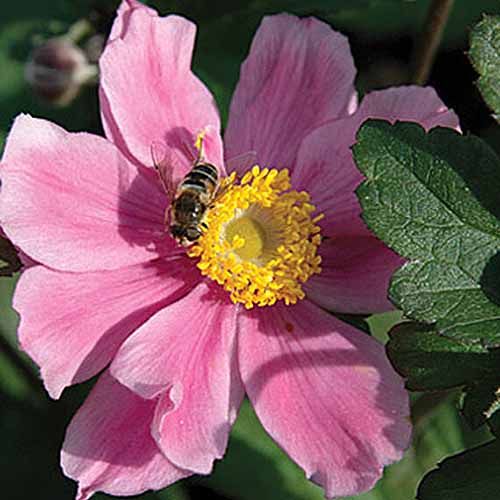 Una imagen cuadrada de primer plano de una flor rosa brillante 'September Charm' con un centro amarillo brillante y una abeja, representada con un sol brillante sobre un fondo de enfoque suave.