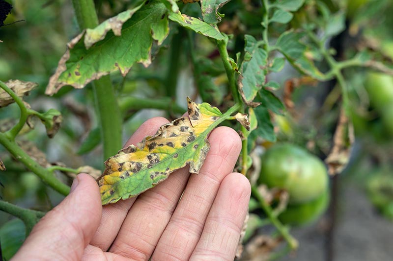 Una imagen horizontal de primer plano de una mano desde la parte inferior del marco que sostiene el follaje de una planta de tomate que sufre de mancha foliar Septoria, una enfermedad fúngica.