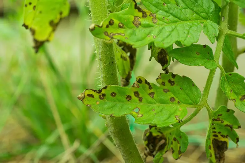 Una imagen horizontal de primer plano de las hojas de una planta de tomate que padece una enfermedad llamada Septoria, representada en un fondo verde de enfoque suave.