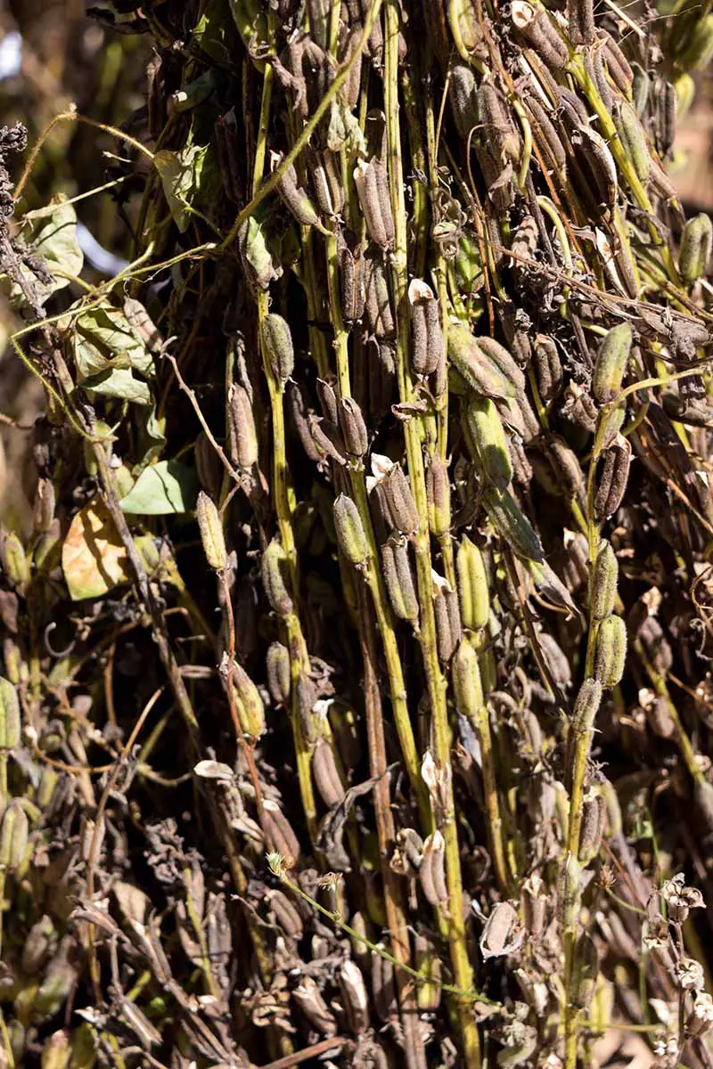 Una imagen vertical de cerca de vainas de semillas de sésamo secándose al sol.