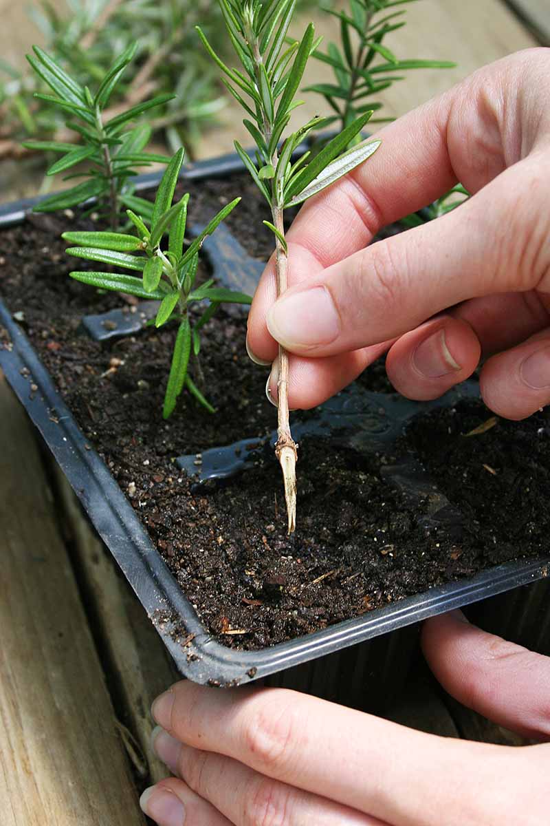 Una imagen vertical de primer plano de un jardinero colocando un tallo cortando en una maceta pequeña llena de tierra húmeda.