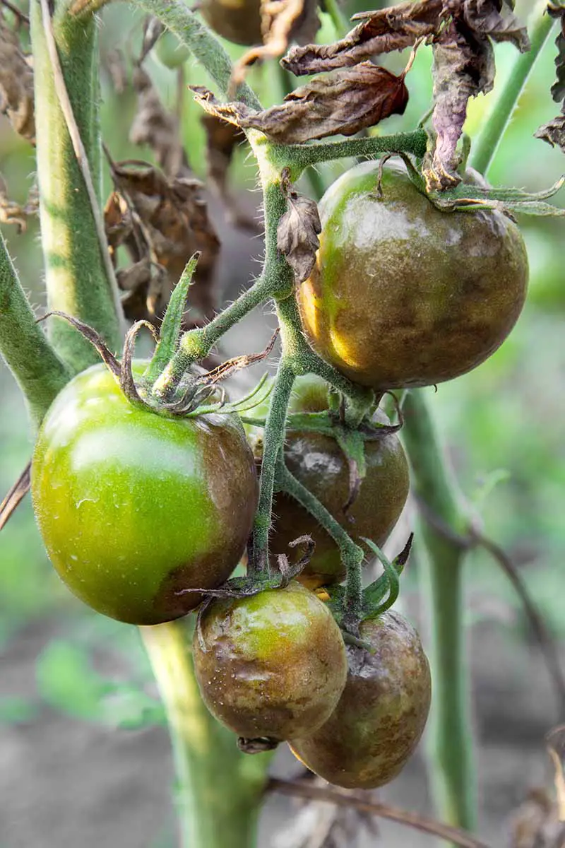 Una imagen vertical de cerca de una planta de tomate infectada con Phytophthora infestans, un patógeno que causa el tizón tardío.