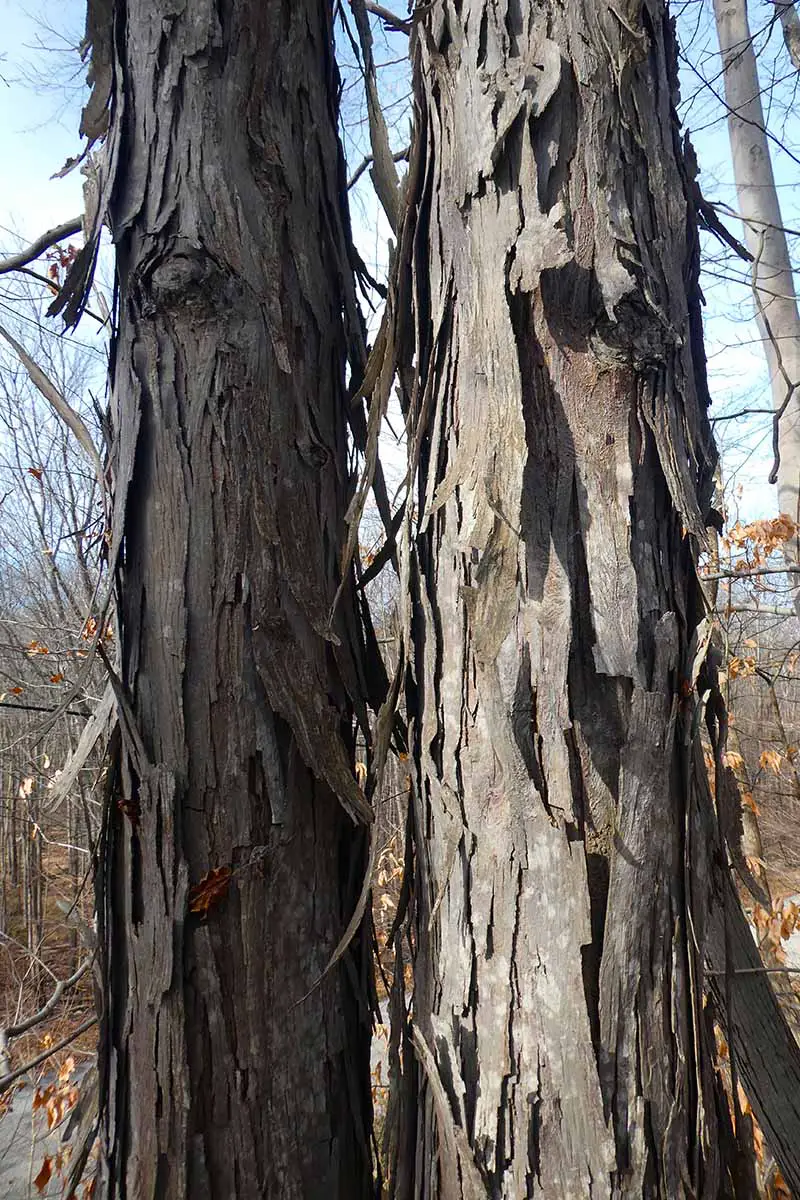 Una imagen vertical de cerca de la corteza peluda única de Carya ovata, también conocida como el árbol de nogal shagbark.