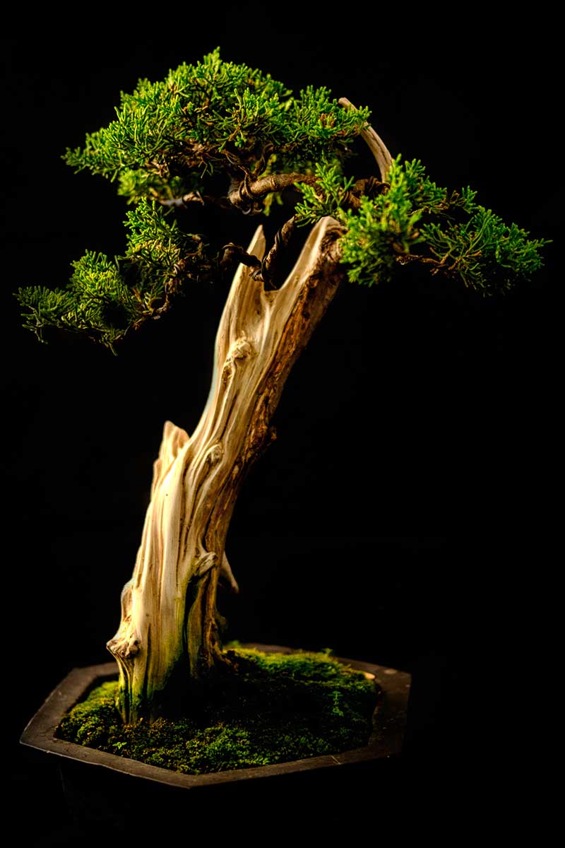 Una imagen vertical de primer plano de un estilo inclinado de bonsái representado sobre un fondo oscuro.