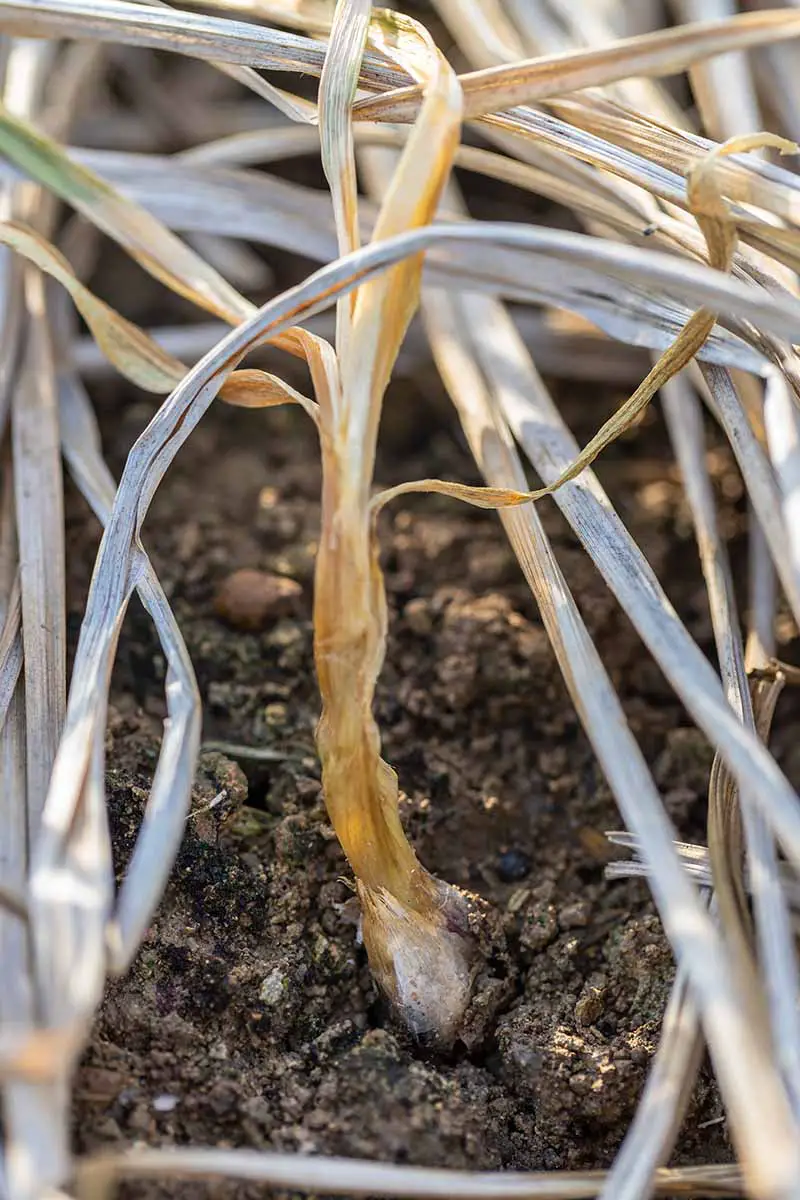 Una imagen vertical de primer plano del follaje de una planta de cebolla que sufre de podredumbre blanca, con el suelo en un enfoque suave en el fondo.