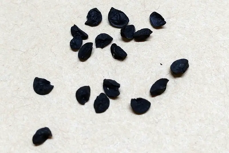 Un primer plano de pequeñas semillas negras de Allium cepa var.  aggregatum colocado sobre una superficie blanca.