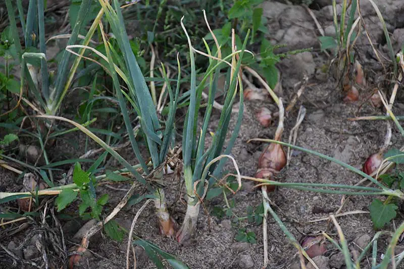 Una imagen horizontal de primer plano de las plantas de chalote que crecen en el jardín casi listas para la cosecha, con el suelo en un enfoque suave en el fondo.