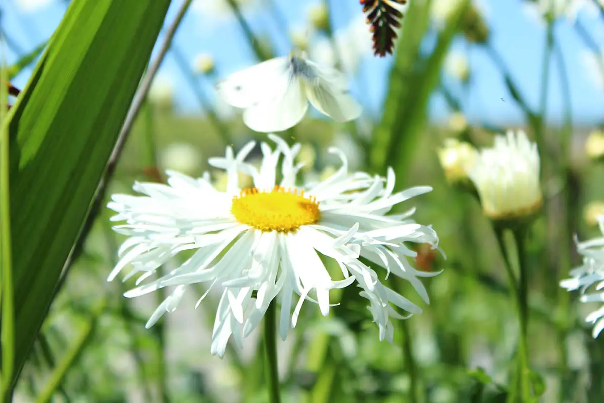 Una imagen horizontal de primer plano de una flor de margarita Shasta que crece en el jardín representada en un fondo de enfoque suave.