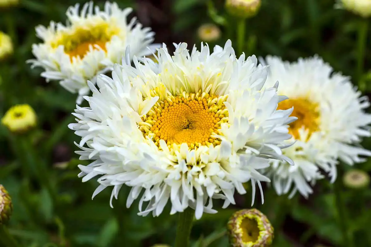 Una imagen horizontal de primer plano de las flores de margarita de Shasta que crecen en el jardín representada en un fondo de enfoque suave.