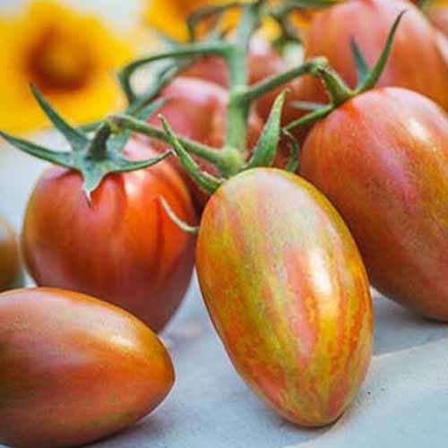 Un primer plano de tomates 'Shimmer', de color amarillo rojizo claro, todavía unidos a la vid, sobre una superficie gris.