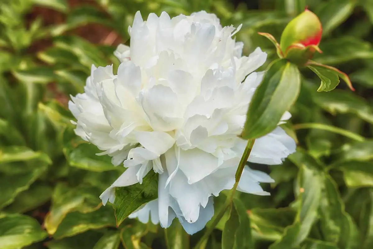 Un primer plano de una flor de peonía 'Shirley Temple' y un capullo representado en un fondo de enfoque suave.