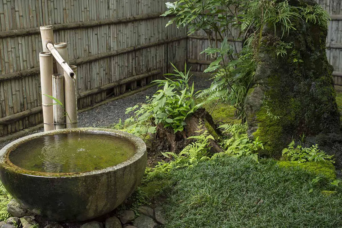 Un primer plano de una fuente de agua Shishi-odoshi con un lavabo de piedra en el patio trasero, con una cerca en el fondo.