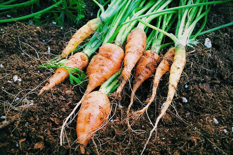 Un primer plano de pequeñas zanahorias rechonchas recién cosechadas con hojas verdes todavía adheridas en un suelo oscuro y rico.