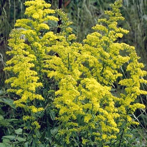 Un primer plano de las flores amarillas brillantes de la vara de oro 'Showy' que crece en el jardín sobre un fondo de enfoque suave.
