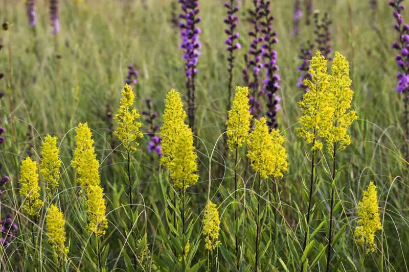 Vistoso Goldenrod (Solidago speciosa) en flor en un campo de pastos nativos y otras flores.