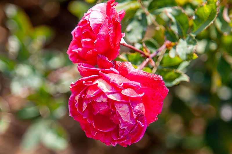 Una imagen horizontal de primer plano de flores de color rosa profundo 'Alexander MacKenzie' que crecen en el jardín fotografiadas bajo el sol brillante sobre un fondo de enfoque suave.