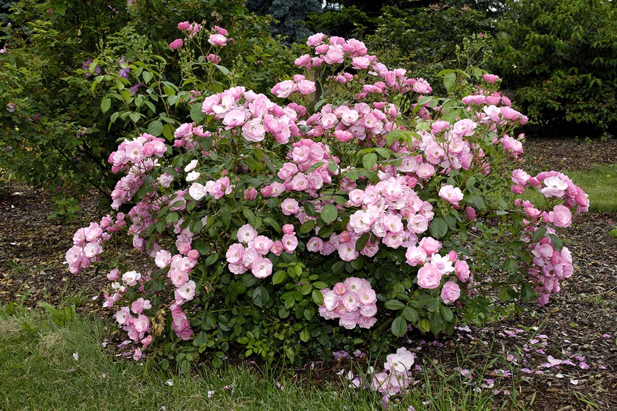 Una imagen horizontal de rosas arbustivas de color rosa claro que crecen en el patio trasero.