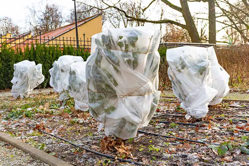 Una imagen horizontal de un jardín con arbustos cubiertos con mantas heladas para protegerlos de los daños causados ​​por el frío.