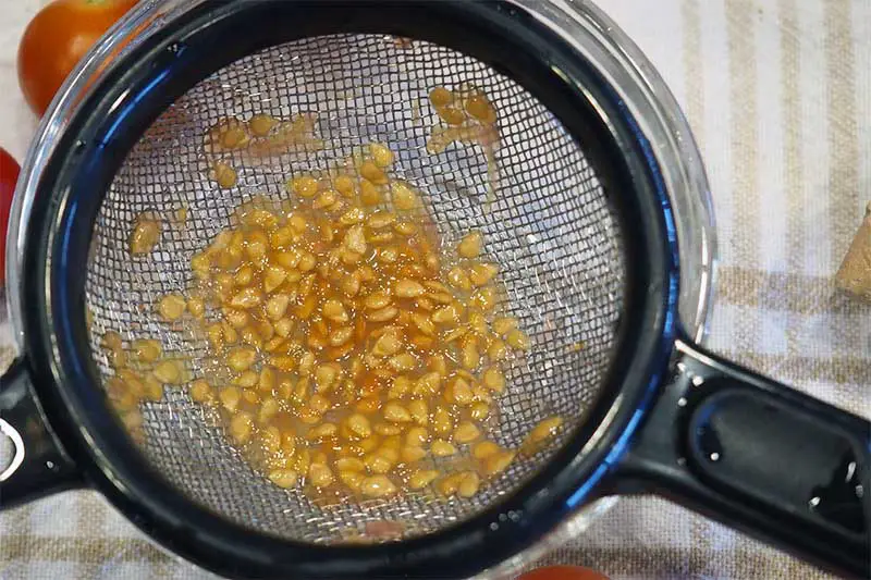 Una imagen horizontal de primer plano de un tamiz que contiene semillas de Solanum lycopersicum separándolas del gel en un recipiente de vidrio.
