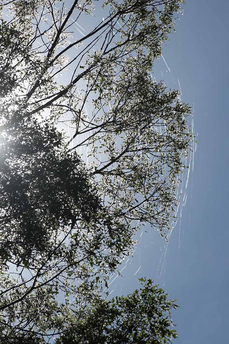Una imagen vertical de árboles con hilos de seda como resultado de la infestación de polilla gitana.