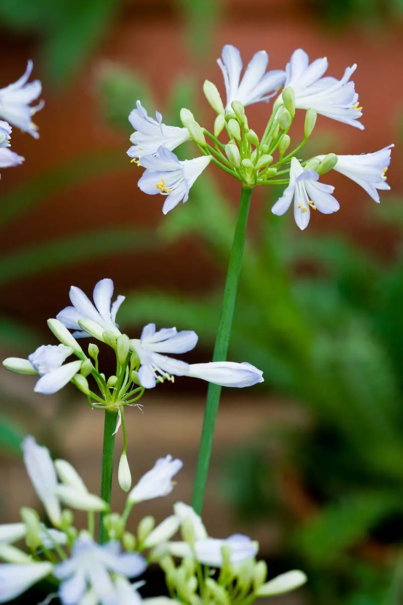 Una imagen vertical de primer plano de las flores 'Silver Baby' que crecen en el jardín representadas en un fondo de enfoque suave.