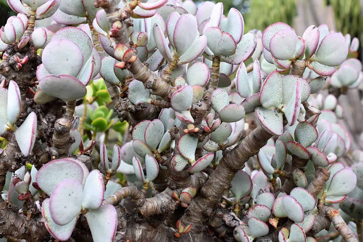 Una imagen horizontal de cerca de una planta de jade plateado (Crassula arborescens) que crece al aire libre.