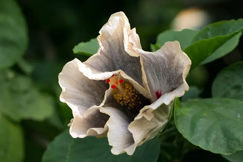 Un primer plano de la flor del híbrido 'Silver Memories' de H. rosa-sinensis rodeado de follaje sobre un fondo de enfoque suave.