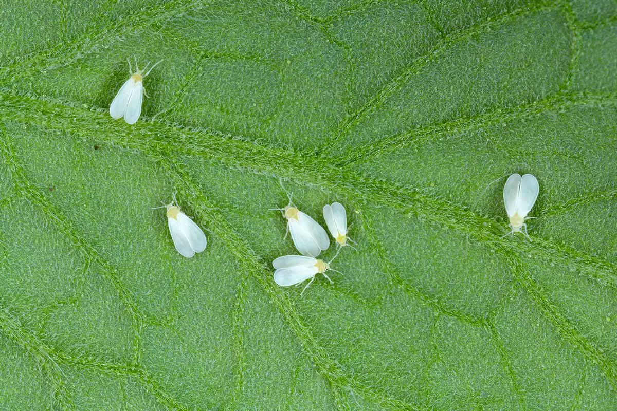 Una imagen horizontal de primer plano de moscas blancas que infestan una planta.