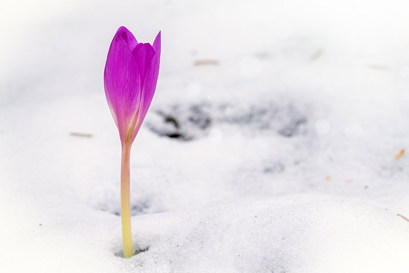 Un capullo de azafrán rosa empujando hacia arriba a través de la nieve sobre un fondo de enfoque suave.