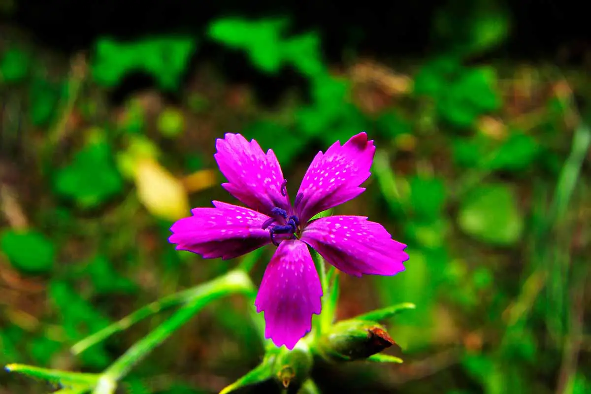 Una imagen horizontal de primer plano de una sola flor de Dianthus armeria que crece en el jardín representada en un fondo de enfoque suave.